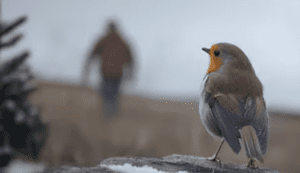 A still taken from the music video, showing a robin in the foreground in focus, with an older man walking in the background out of focus. 