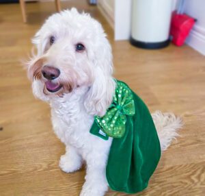 Jazz wearing a green cape. 