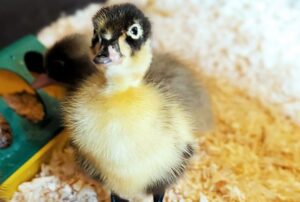 Baby duckling at Friends of the Elderly Malvern. 
