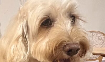 Jazz the dog